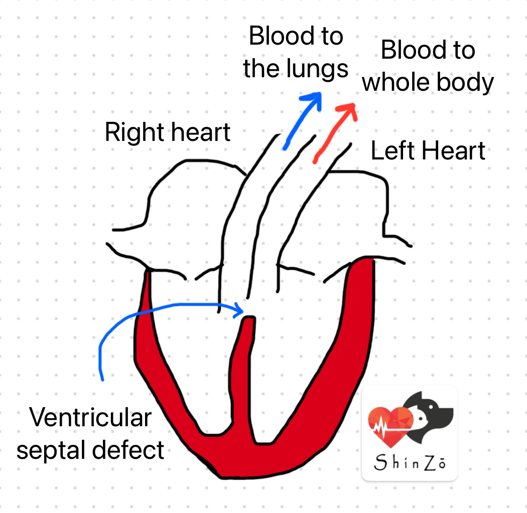 Ventricular Septal Defect in Cats – Shinzo Veterinary